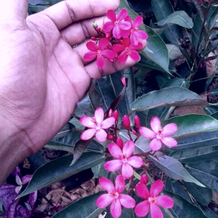 Tanaman Hias batavia jepang - batavia - pohon - batavia jepang .