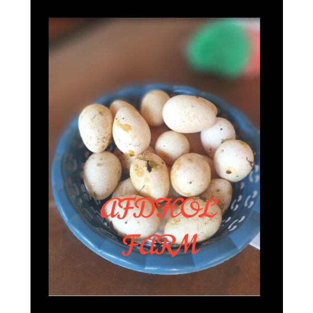 

TELUR AYAM KALKUN FERTIL