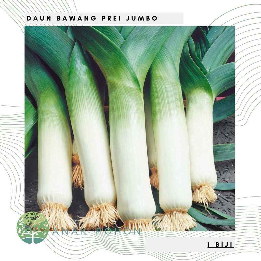 Benih Bibit Biji - Daun Bawang Prei Jumbo Giant Leek Seeds - IMPORT