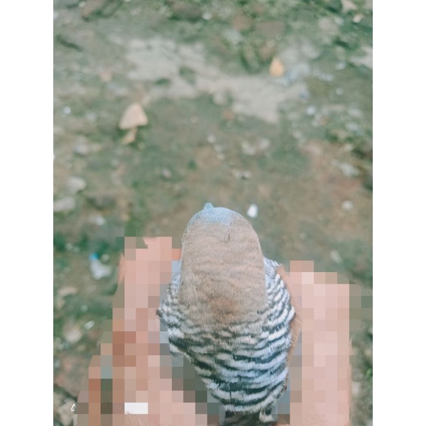 Burung perkutut lokal katuranggan Sengkang Negoro