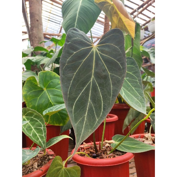 anthurium papillaluminum dark form