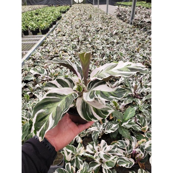 Tanaman hias chalathea tissue-white fusion-tanaman hidup-meranti tisu-tanaman hias hidup-bunga hidup