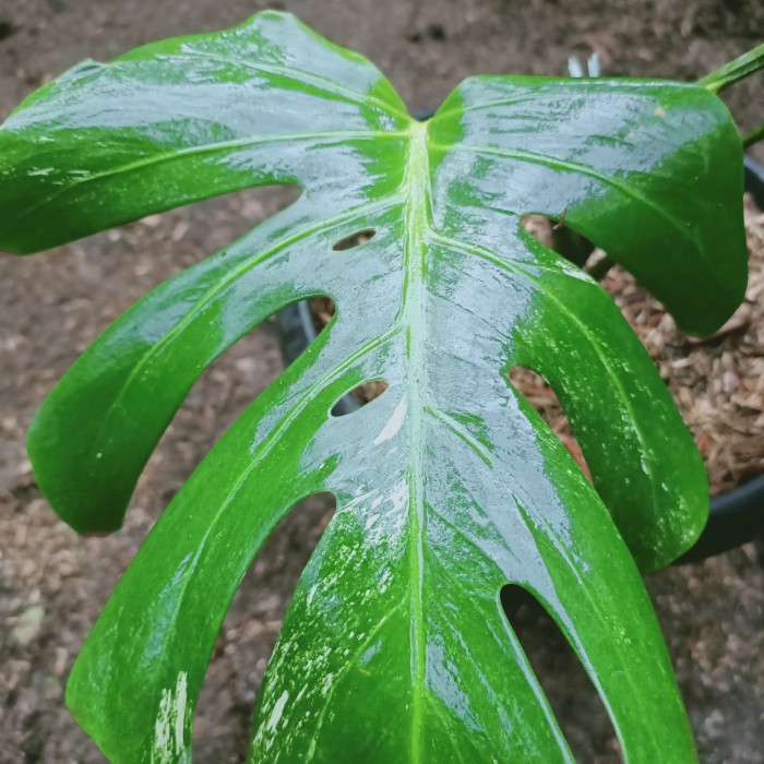 Tanaman Hias Monstera King Variegata (3 Daun)