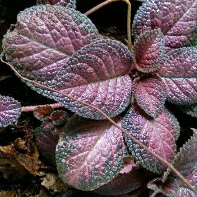 Tanaman hias gantung episcia beludru merah