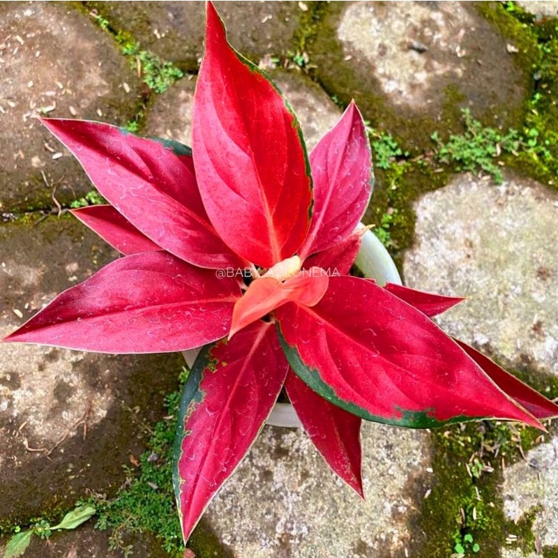 Aglonema RHCP (Red Hot Chili Paper) Tanaman Hias Bunga Aglaonema Murah Merah BUKAN bonggol bibit - t