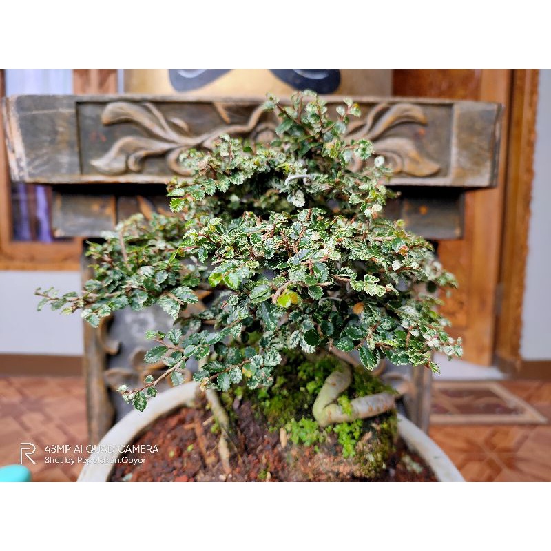 Tanaman Bonsai Ulmus Super micro Variegata KOLEKSI ( SUDAH JADI )
