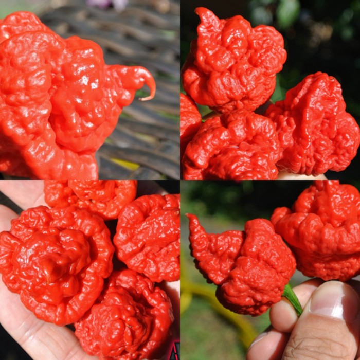 Benih Bibit Biji - Cabai MA Wartryx Cabe Super Pedas Pepper Seeds