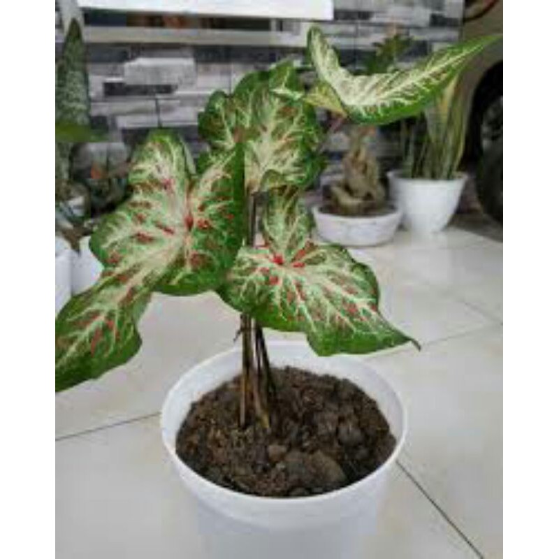 tanaman hias caladium wayang putih-tanaman keladi wayang putih corong