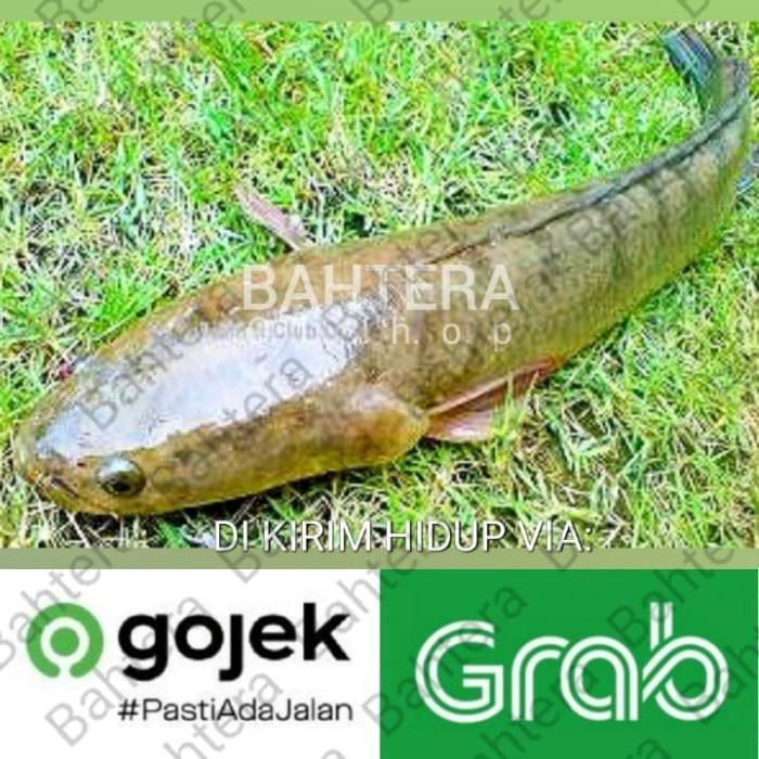 

Fisho | Ikan Gabus Konsumsi (Hidup) Via Gosend/Grab Kiloan Isi 6-10 Ekor Ready stock
