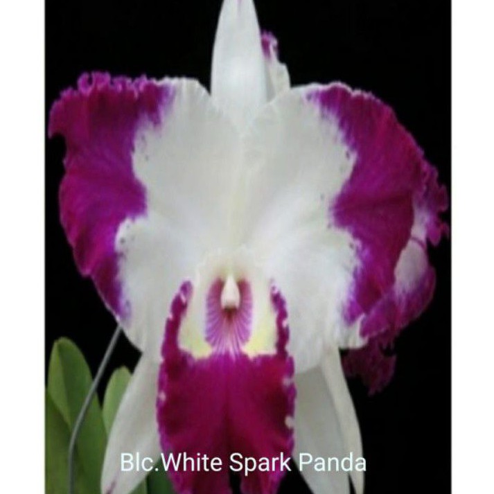 ANGGREK CATTLEYA BLC. WHITE SPARK PANDA REMAJA