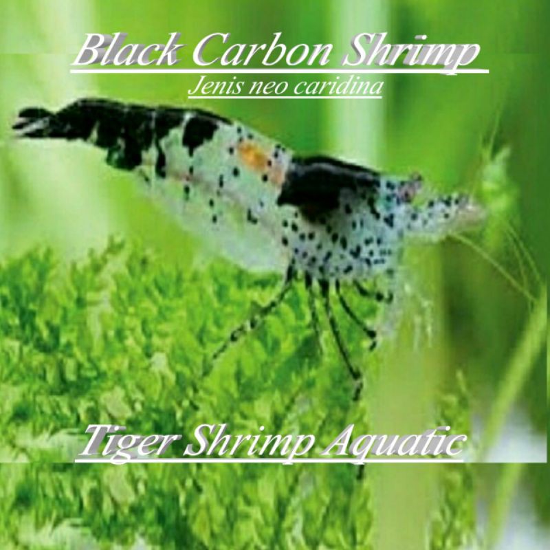Udang Hias Black carbon hiasan aquascape