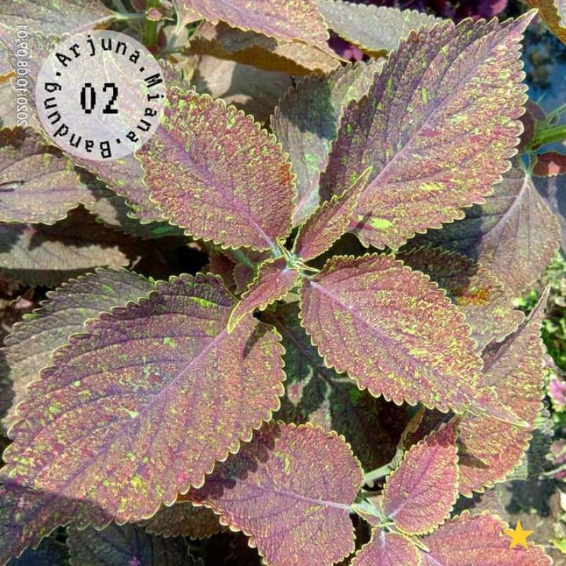 miana kode 02 /Arjuna Miana Bandung