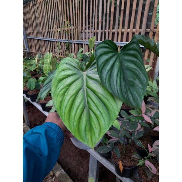 PHILODENDRON PLOWMANII