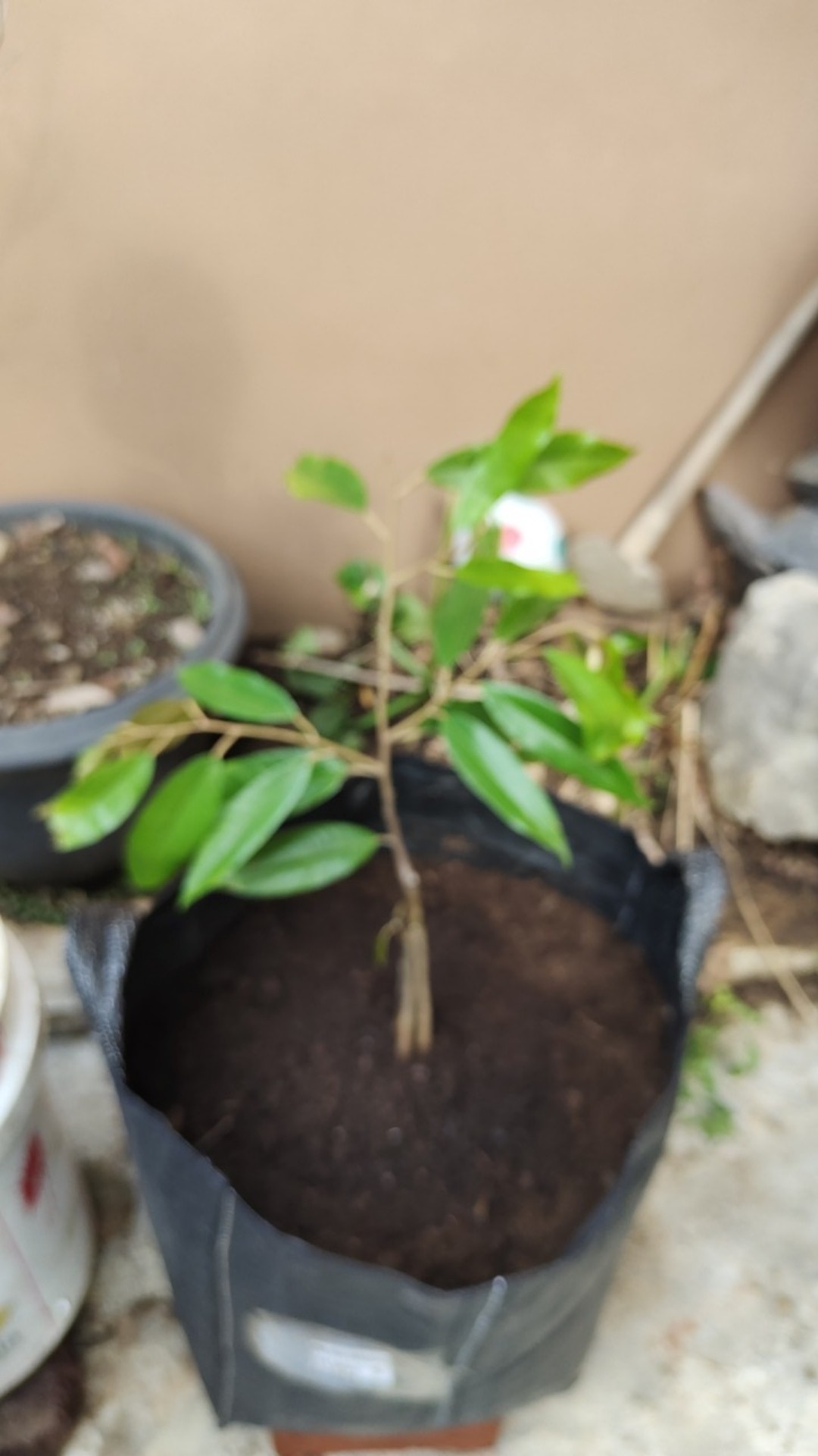 Bibit Durian Matahari Kaki Tiga