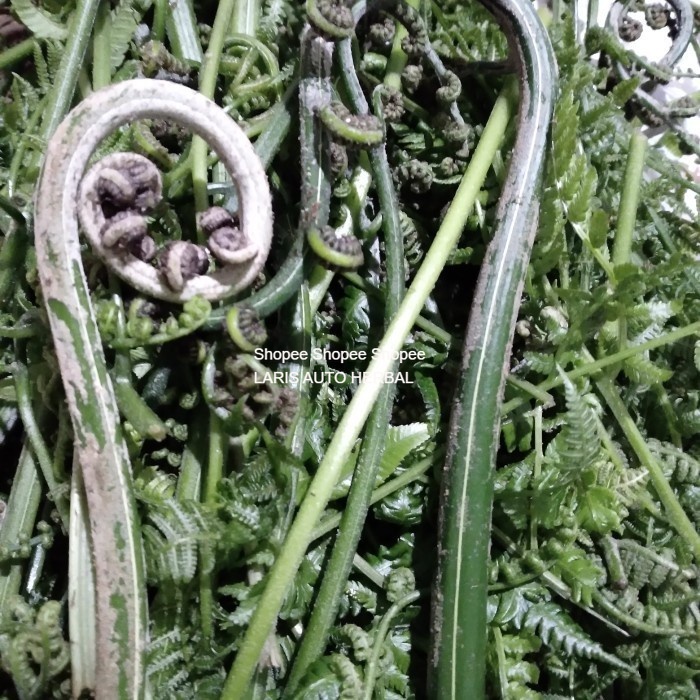 

Promo jual murah pakis sayur segar 500 grm