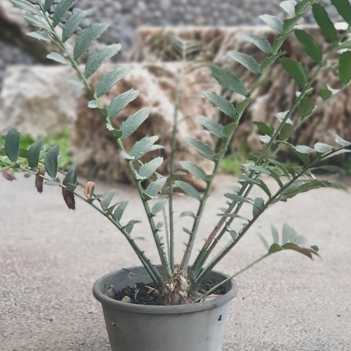Encephalartos ferox (bonggol dia 6cm)