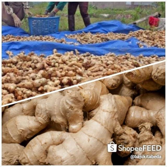 

Jahe Gajah/ Jahe Emprit dari Petani Pilihan