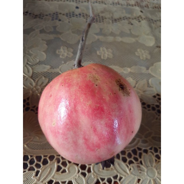 

Buah Delima