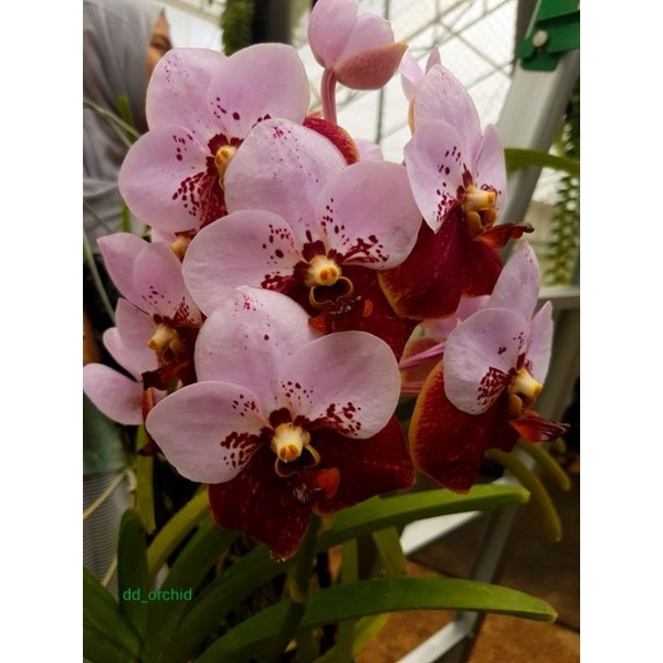 seedling vanda