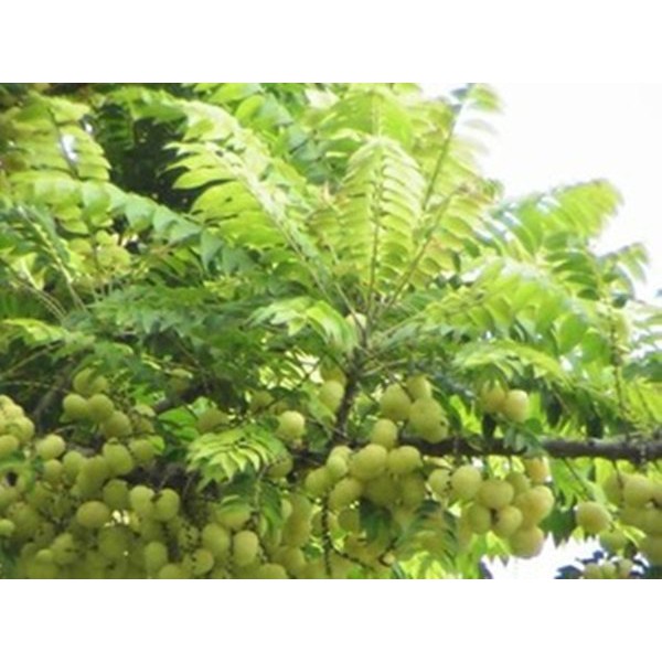 Jual Bibit Tanaman Cerme Cermai Ceremai Manis Murah Pohon Buah Unggul Cepat Berbuah Indonesia Shopee Indonesia