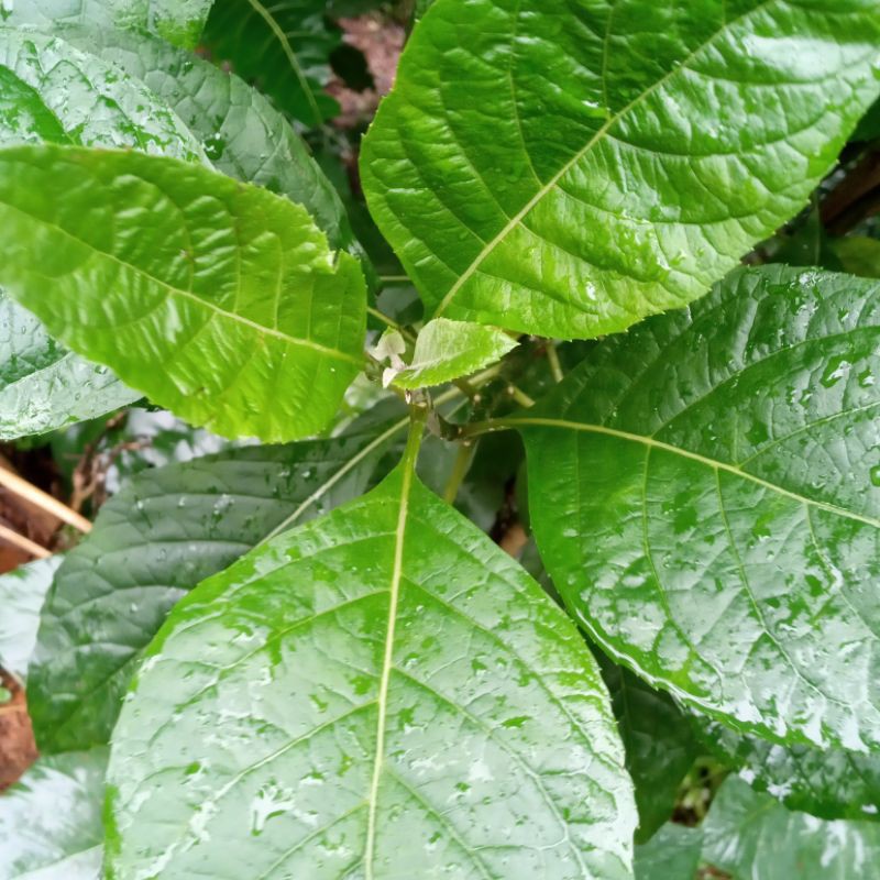 

promo paket daun aprika segar 300 gram