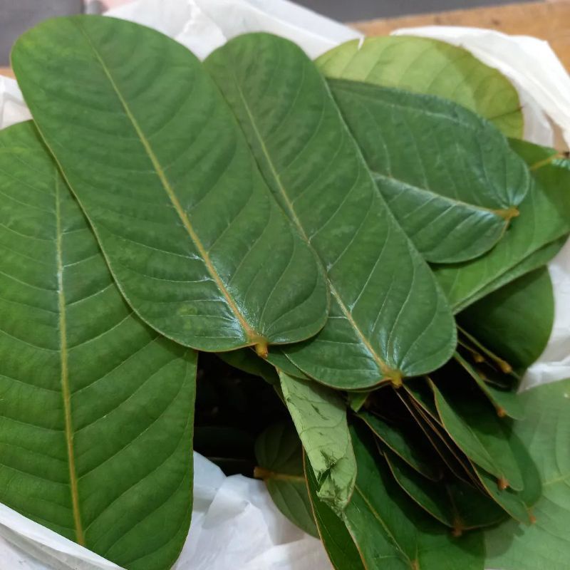 

Ketepeng cina Senna alata Daun kupang kurap Galinggang Gajah / Panu