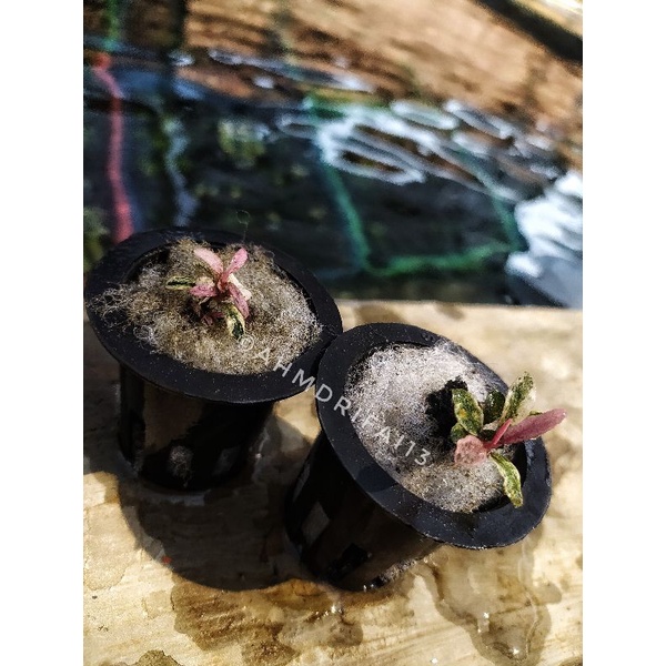 Bucephalandra Varigata Aquascape