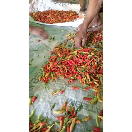 

lombok 1 kg