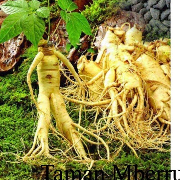 Bibit Ginseng Merah Korea Panax Ginseng Korea Bunga & Tanaman