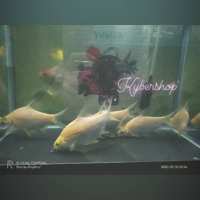 Kaviat albino Tankmate