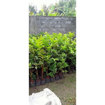 bibit jambu kristal merah jumbo hasil cangkok an