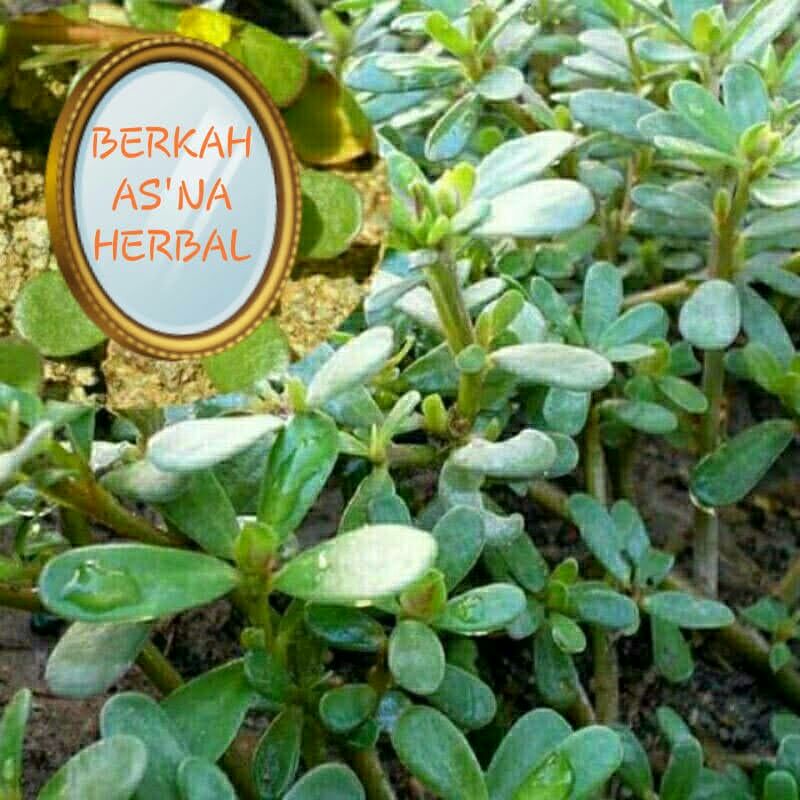 

250 gram pohon krokot fres obat herbal,krokot untuk jamu,krokot untuk lalapan,krokot buat oseng,krokot makan jangkrik,aneka obat alami,jamu alami jamu alam daun alam ,obat tradisional obat banyak di cari,obat banyak kasiat ,obat tradisional.