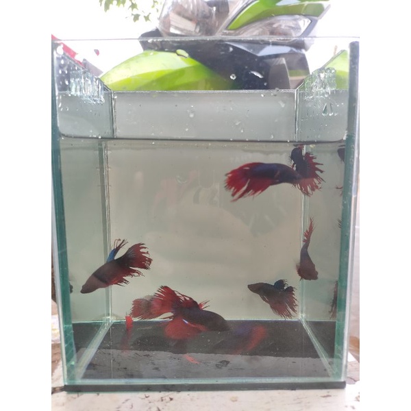 ikan cupang serit/CT red