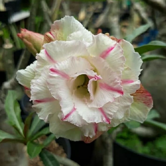 

promo Bibit bunga kamboja adenium rosasdodeserto murah