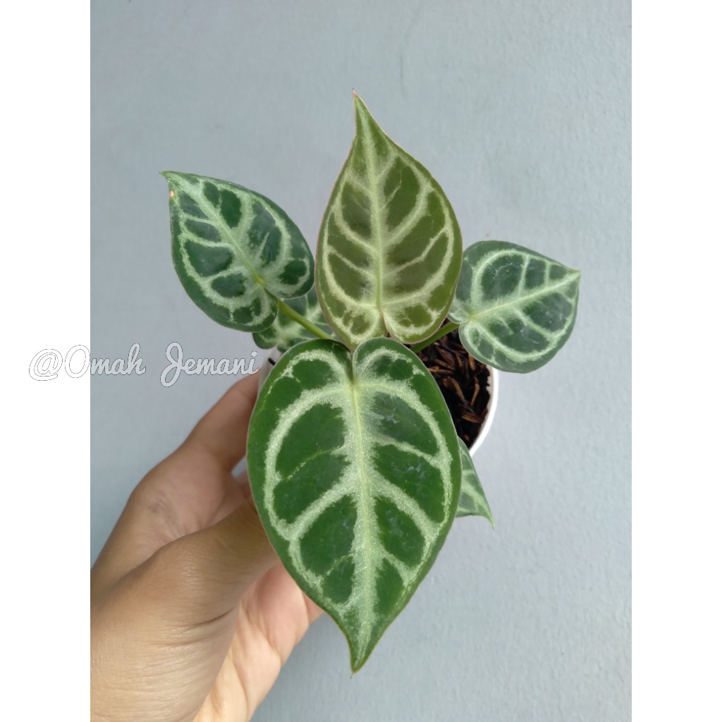 Dorayaki / Anthurium / Dorayaki ori