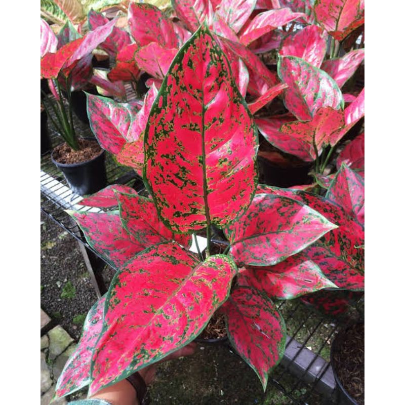 Aglonema red king anjamani dewasa atau indukan