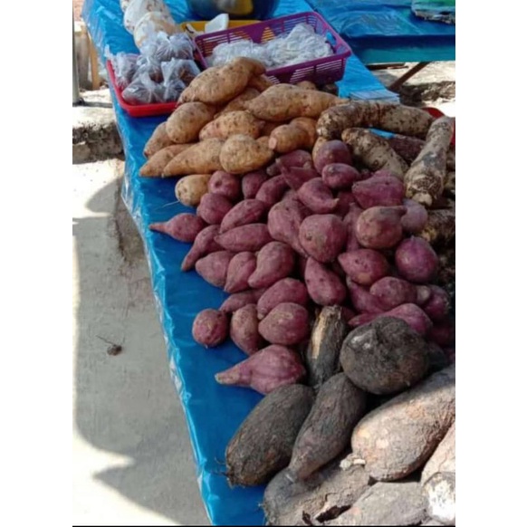 

berbagai macam varian ubi