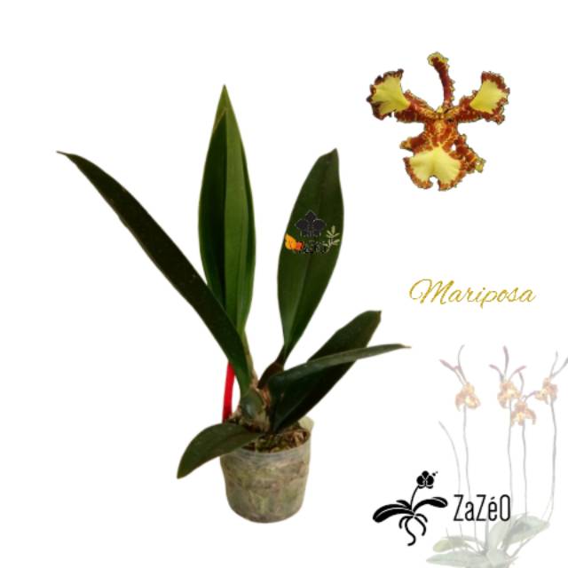 Anggrek Psy Mariposa