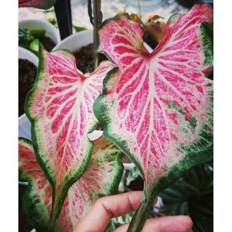 Keladi Anakan Caladium Pink Ratana