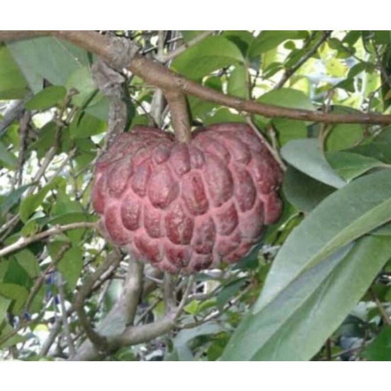 bibit srikaya merah jumbo