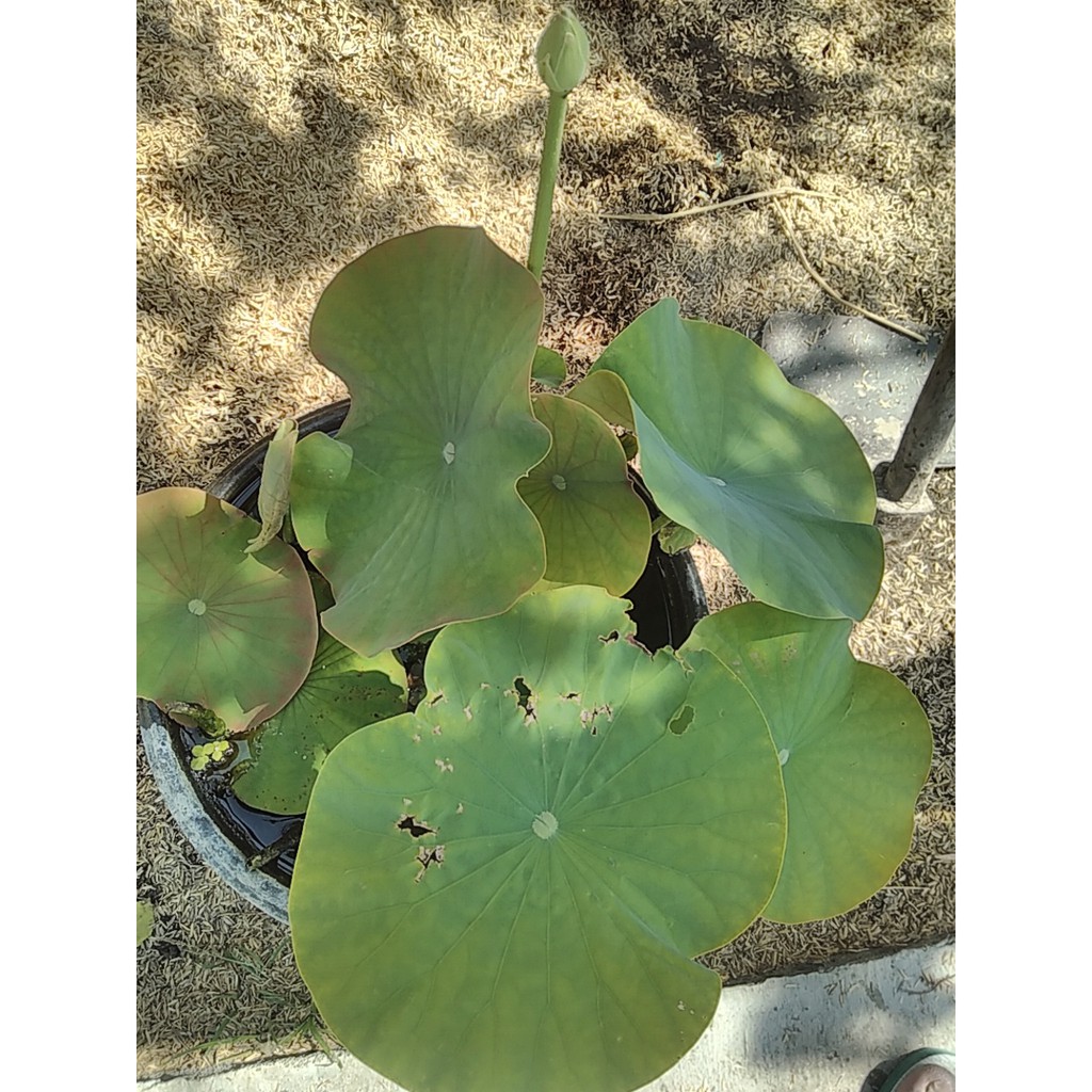 

DAUN LOTUS ~ TERATE ~LOTUS LEAF 10 lbr