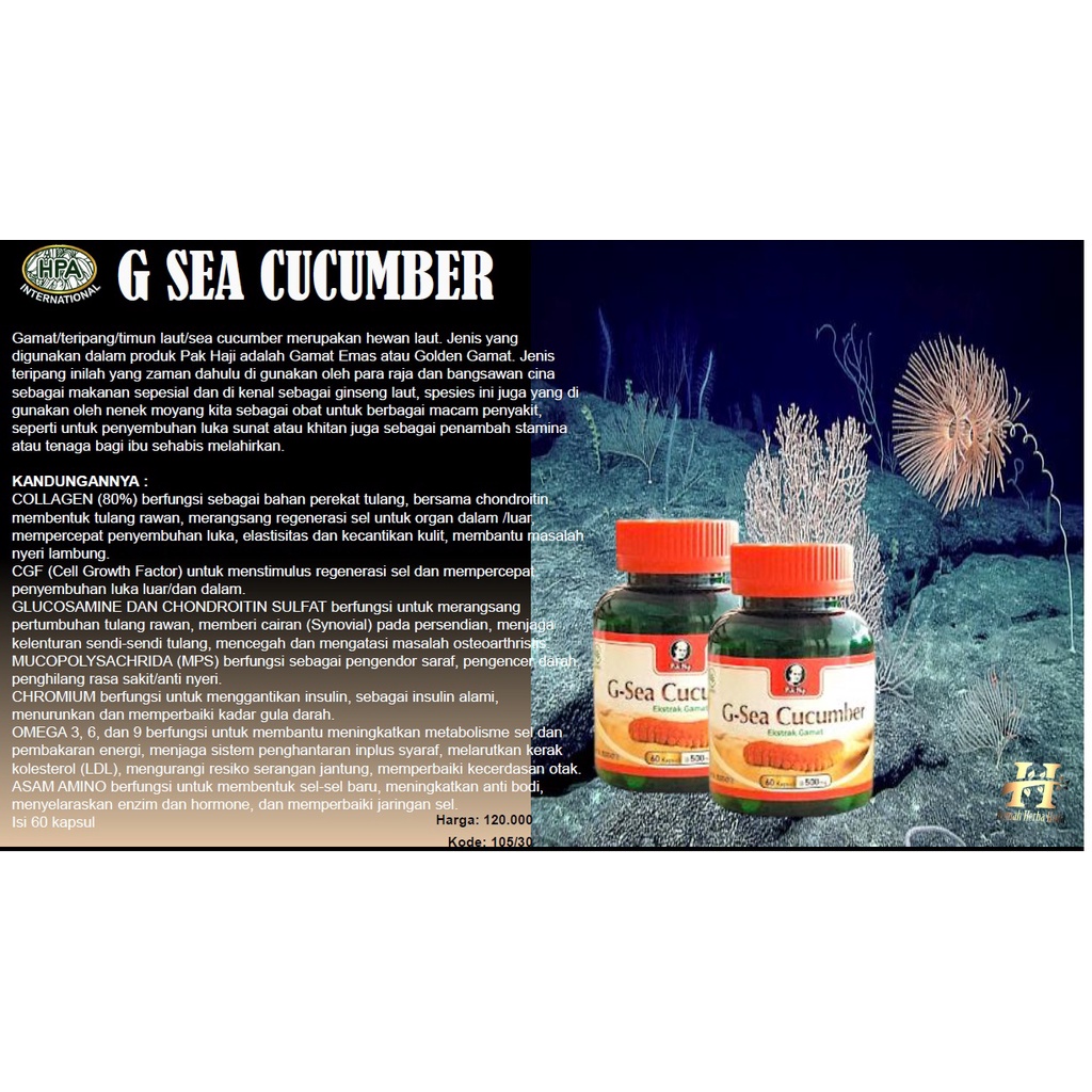 G SEA CUCUMBER