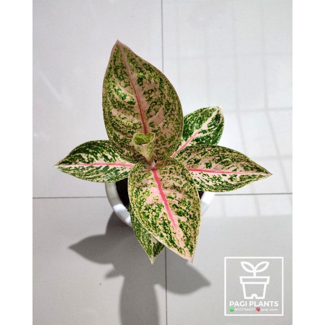 Aglaonema Widuri Tulang Merah