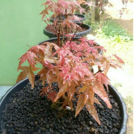 japanese red maple / maple jepang  / acer platinum