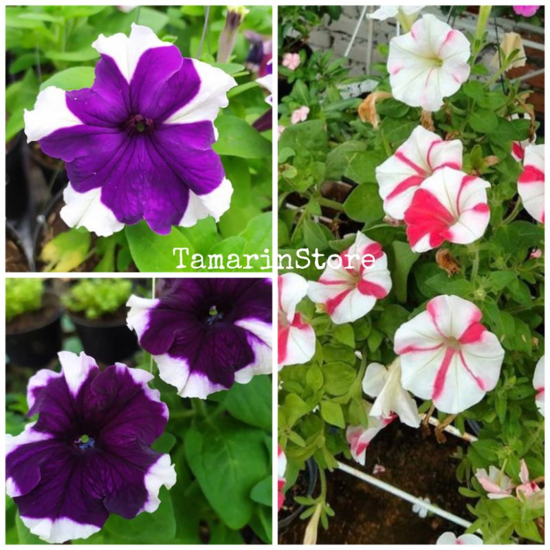 Biji / Benih / Bibit Bunga Petunia Star Mixed Flower - 10 Biji