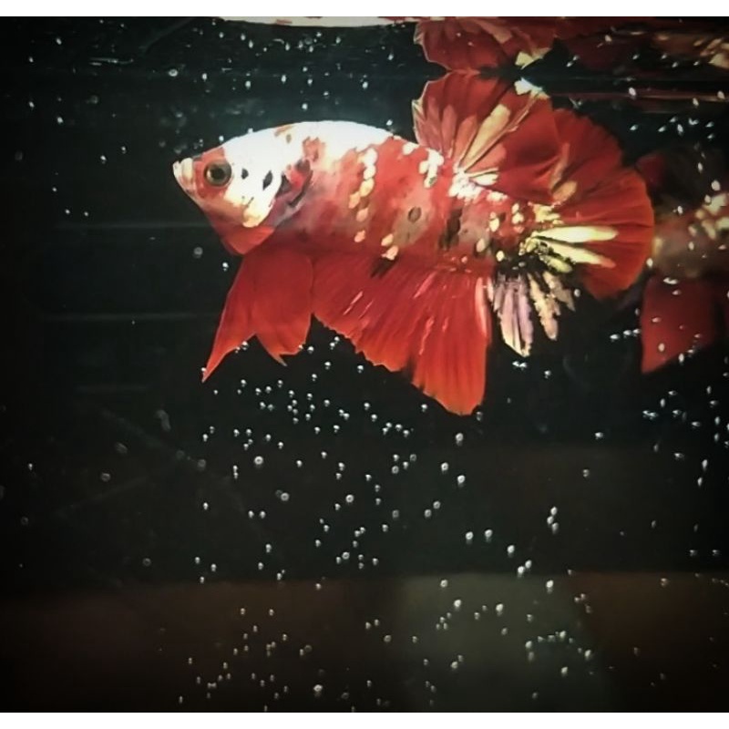 cupang plakat red koi copper ( ironman )
