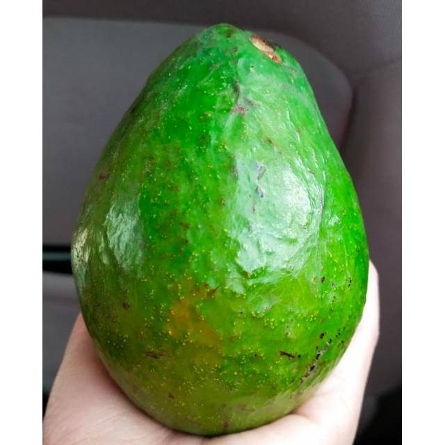 

Alpukat Mentega mini