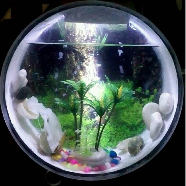 Aquarium Bulat Dari Pipa Pvc 8 Shopee Indonesia