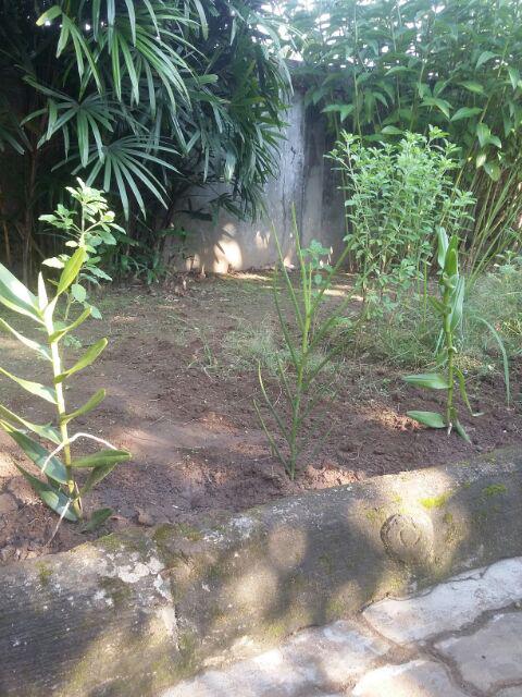 Anggrek Tanah Paket Hemat