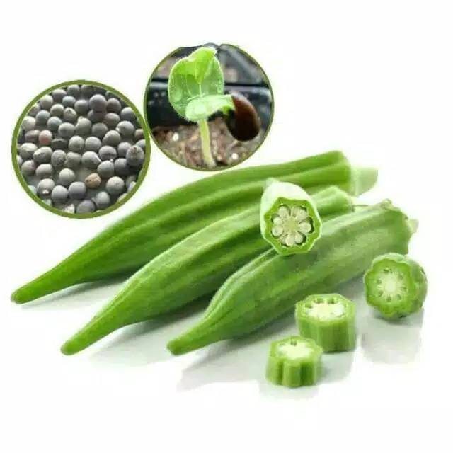 Bibit okra